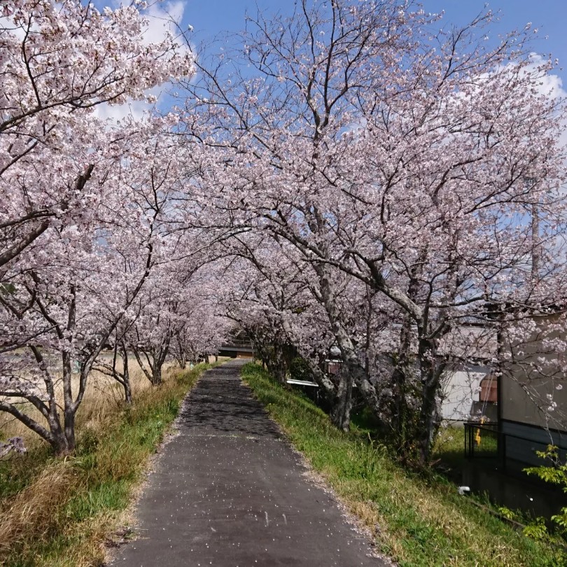えごま畑周りの桜満開