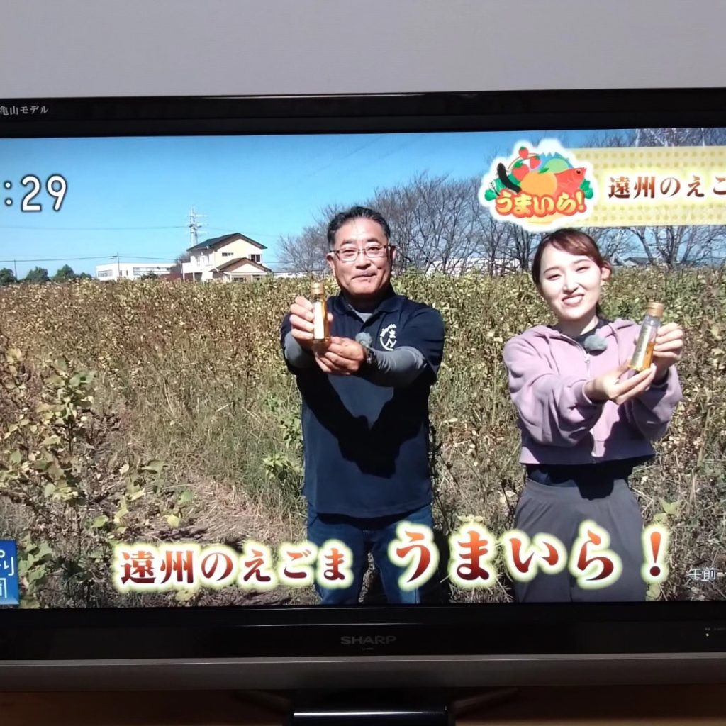 収穫と搾油の様子がTV放映されました。