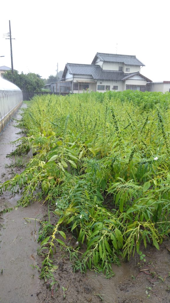 台風10号迷走