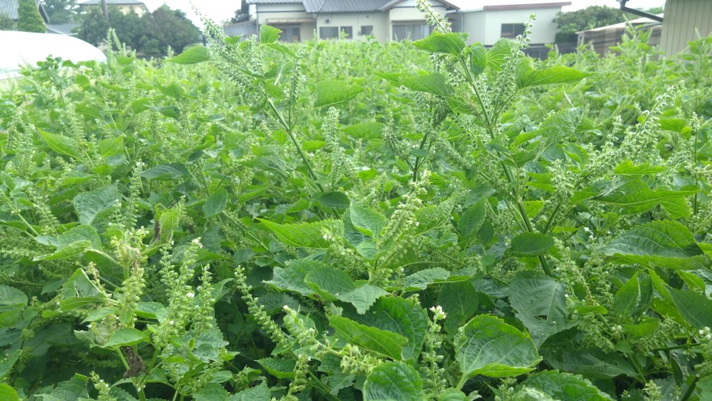 えごまの在庫や発送に関するお知らせ