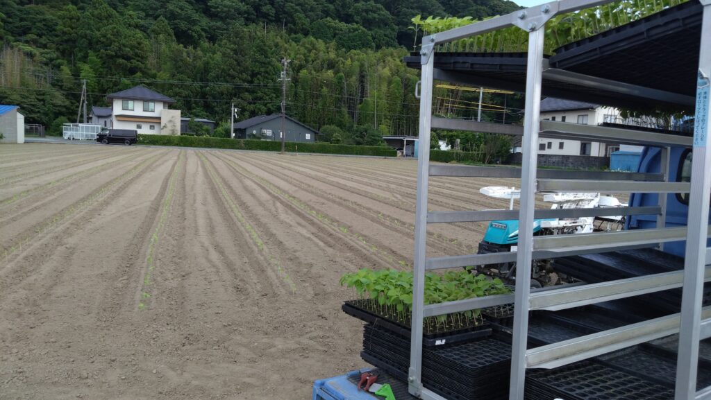 早い梅雨明けから猛暑が続きますが晩生種の定植が本格化しています