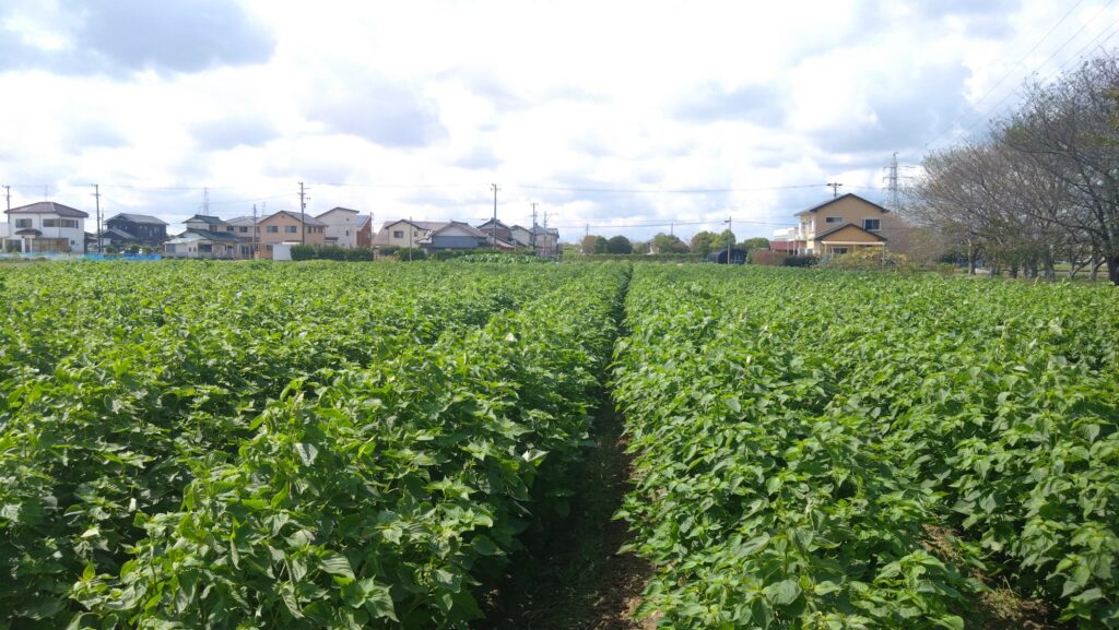 先週の雨で何とか持ちこたえたエゴマたち