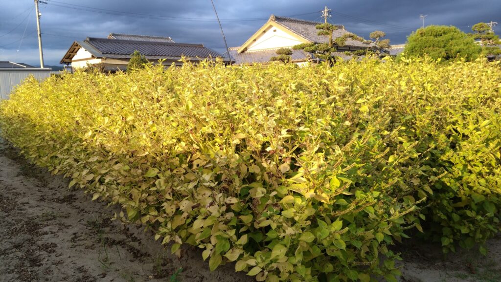 エゴマの刈り取り時期を迎えます